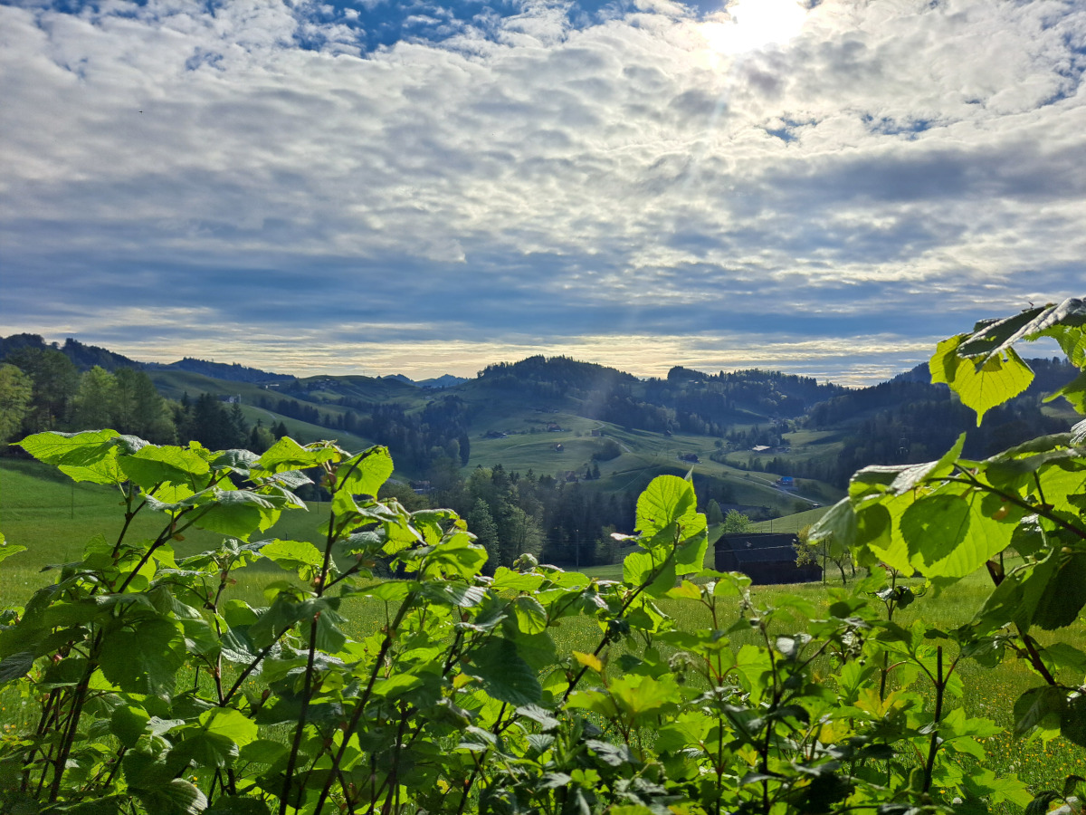 a view from Nieschberg